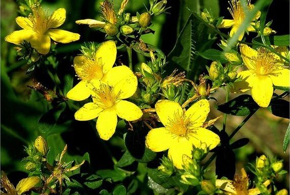 St. John's wort is a medicinal plant that helps cope with prostatitis