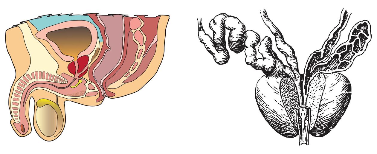 Anatomy of the prostate